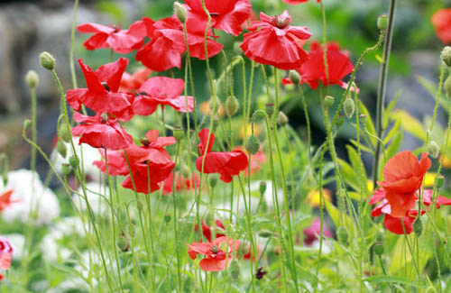 Sommarblommor på en äng.